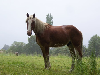 Reiten in den Anden, Chile und Argentinien: inti